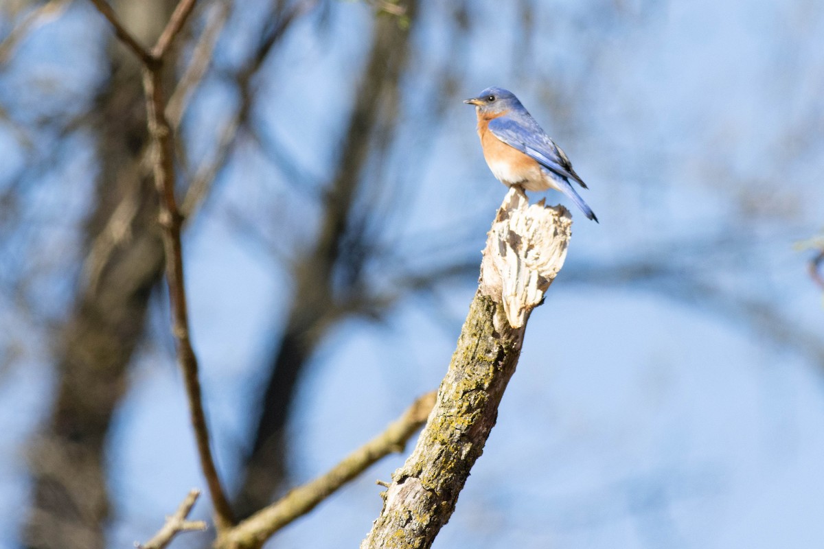 Eastern Bluebird - ML617048880