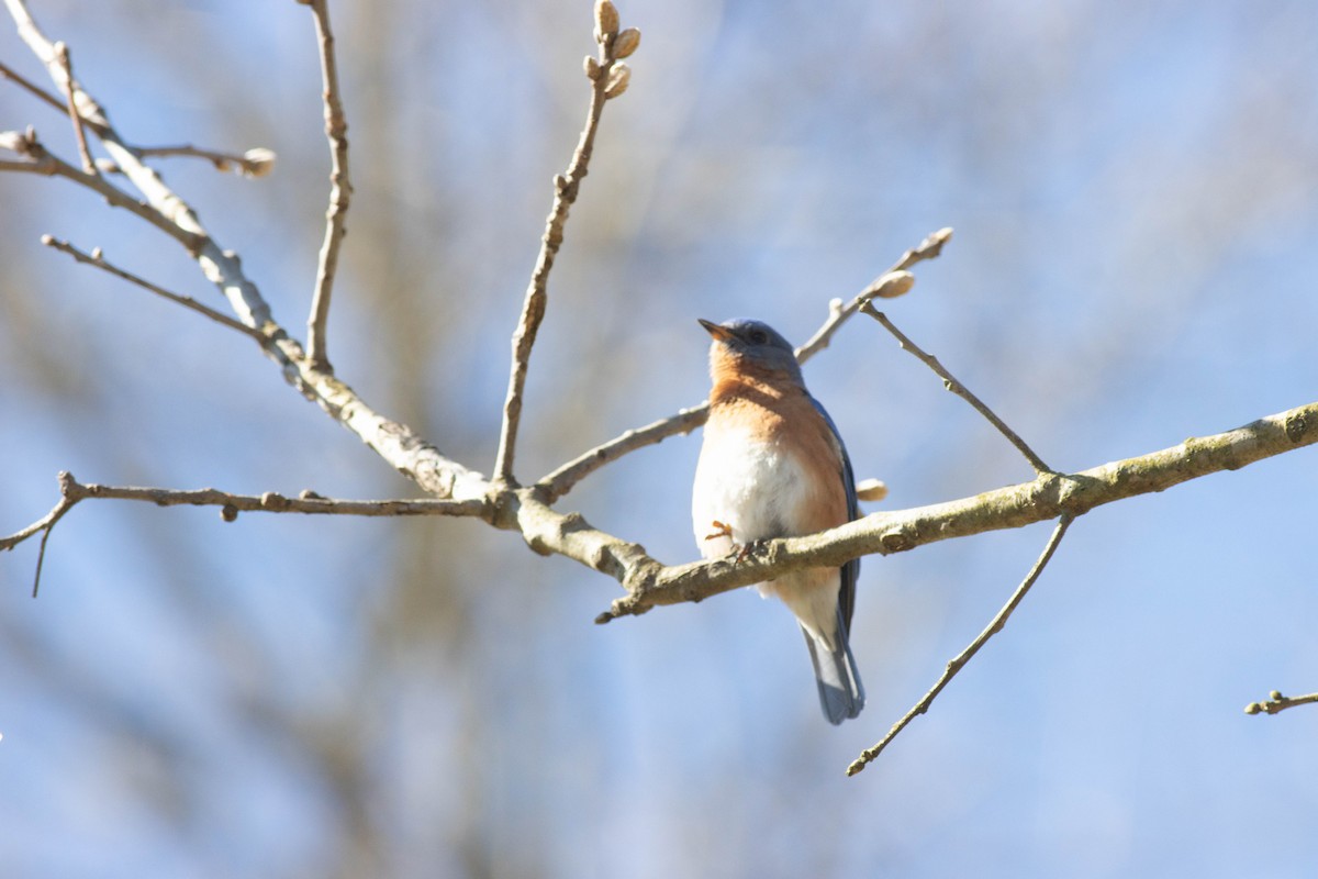 Eastern Bluebird - ML617048881