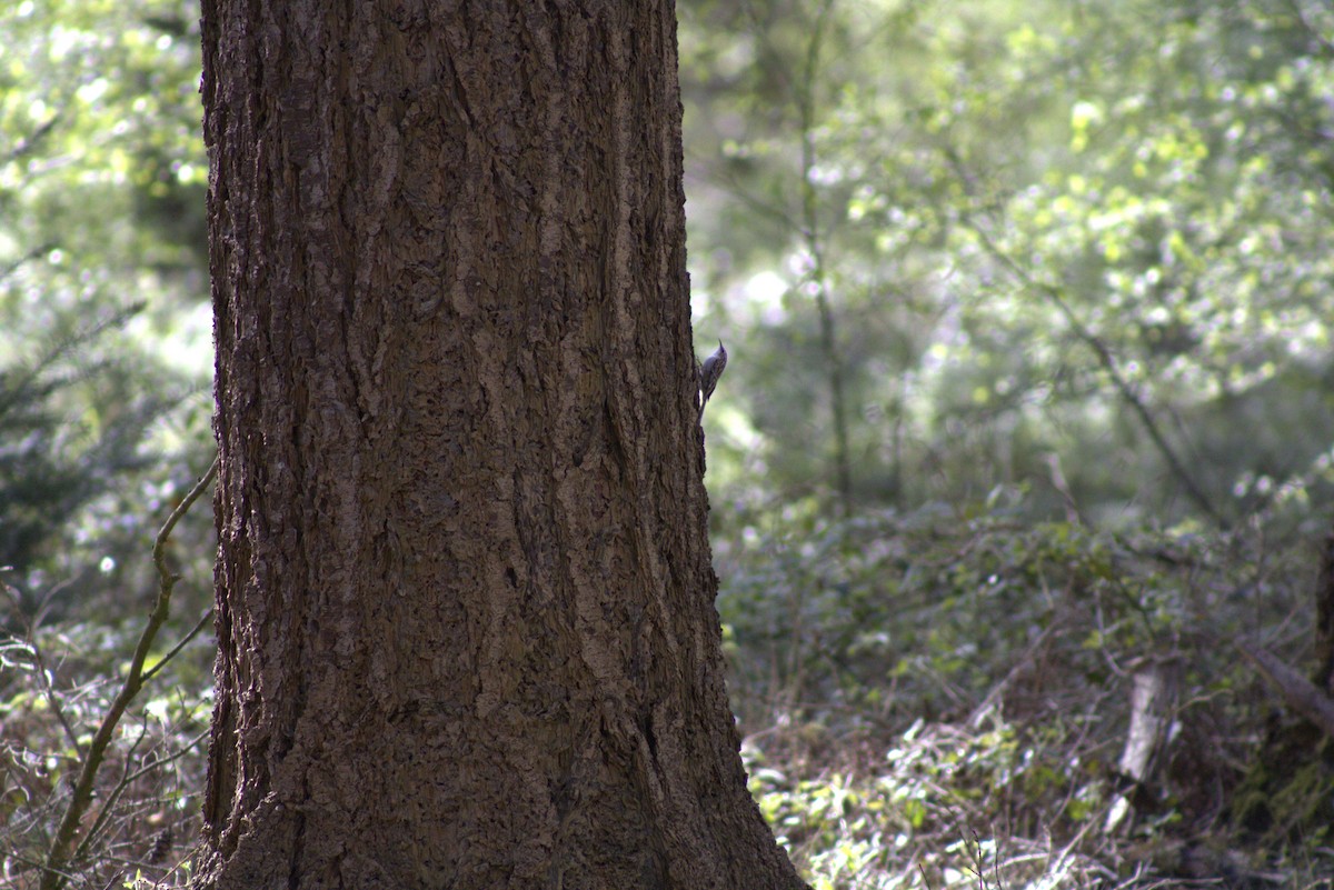 Short-toed Treecreeper - ML617048889