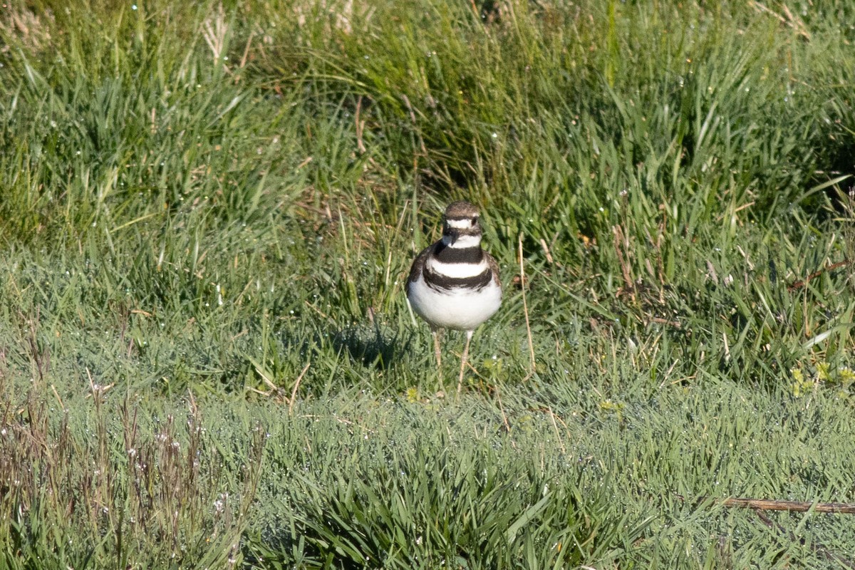 Killdeer - Ed Vigezzi