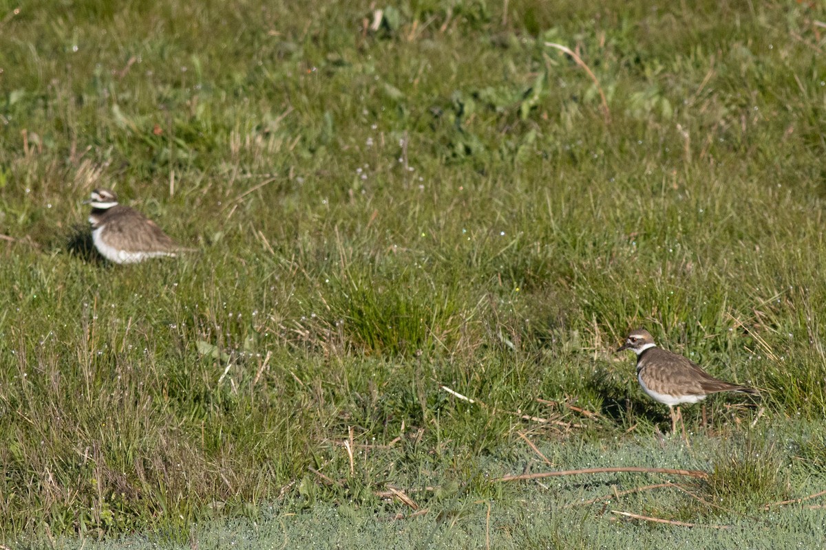 Killdeer - ML617048918