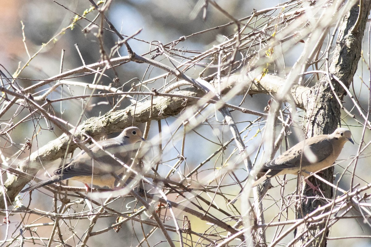 Mourning Dove - ML617048927