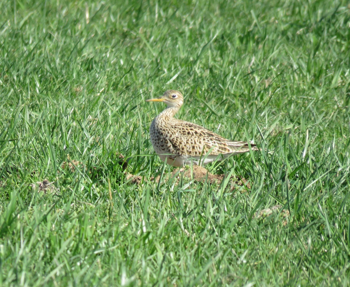 Upland Sandpiper - ML617048937