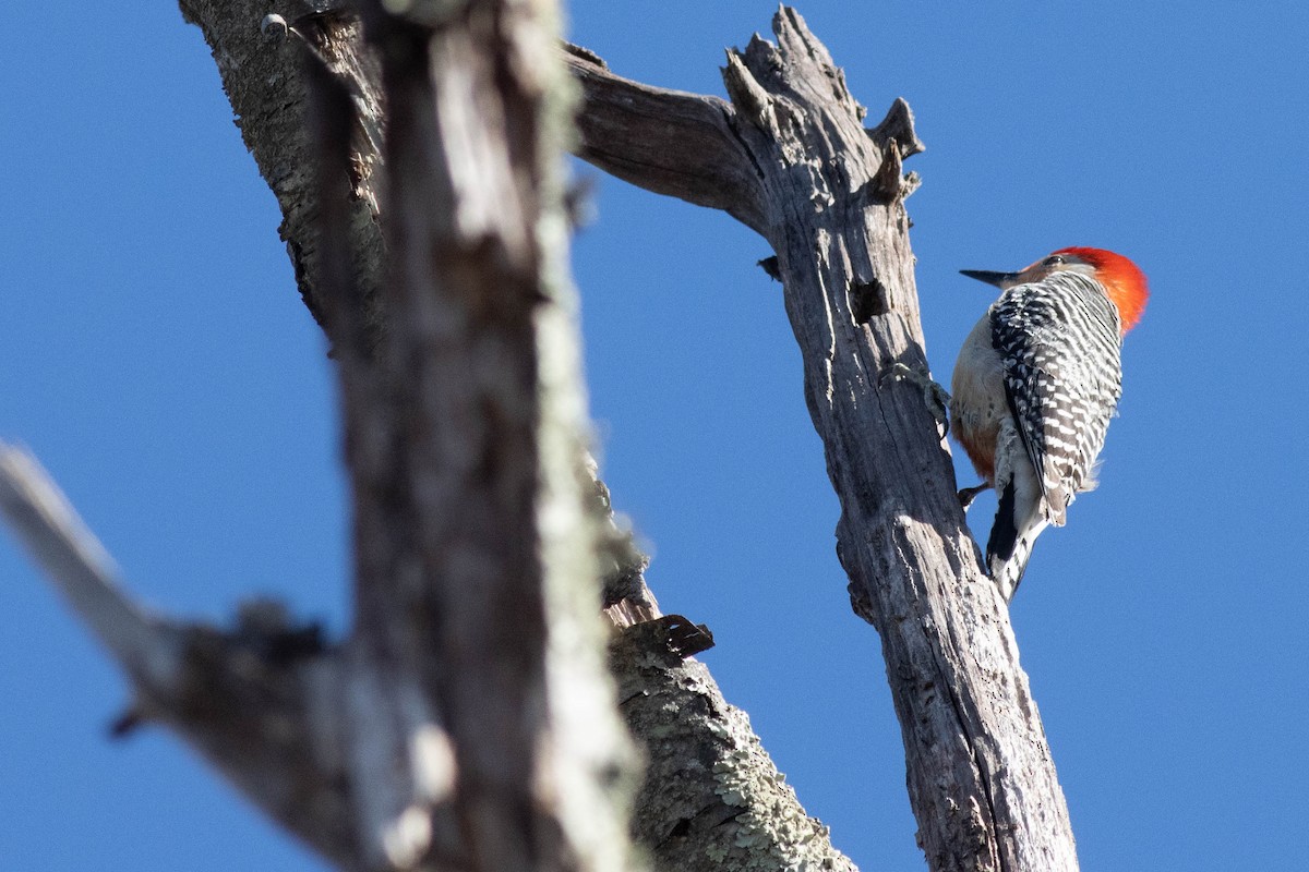 Red-bellied Woodpecker - Ed Vigezzi