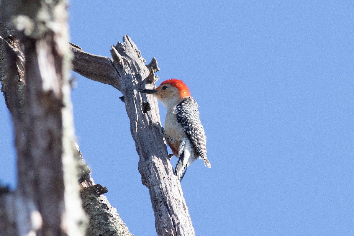 Red-bellied Woodpecker - Ed Vigezzi