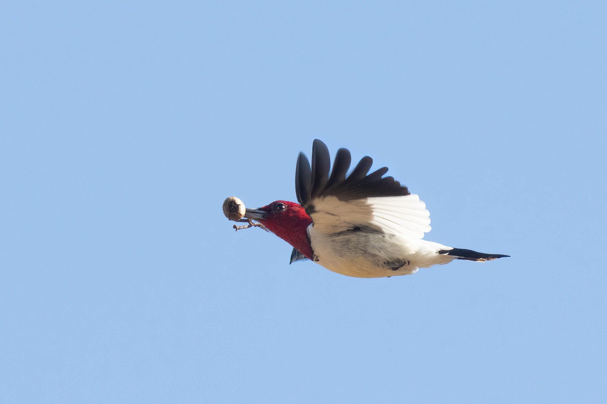Red-headed Woodpecker - ML617048994