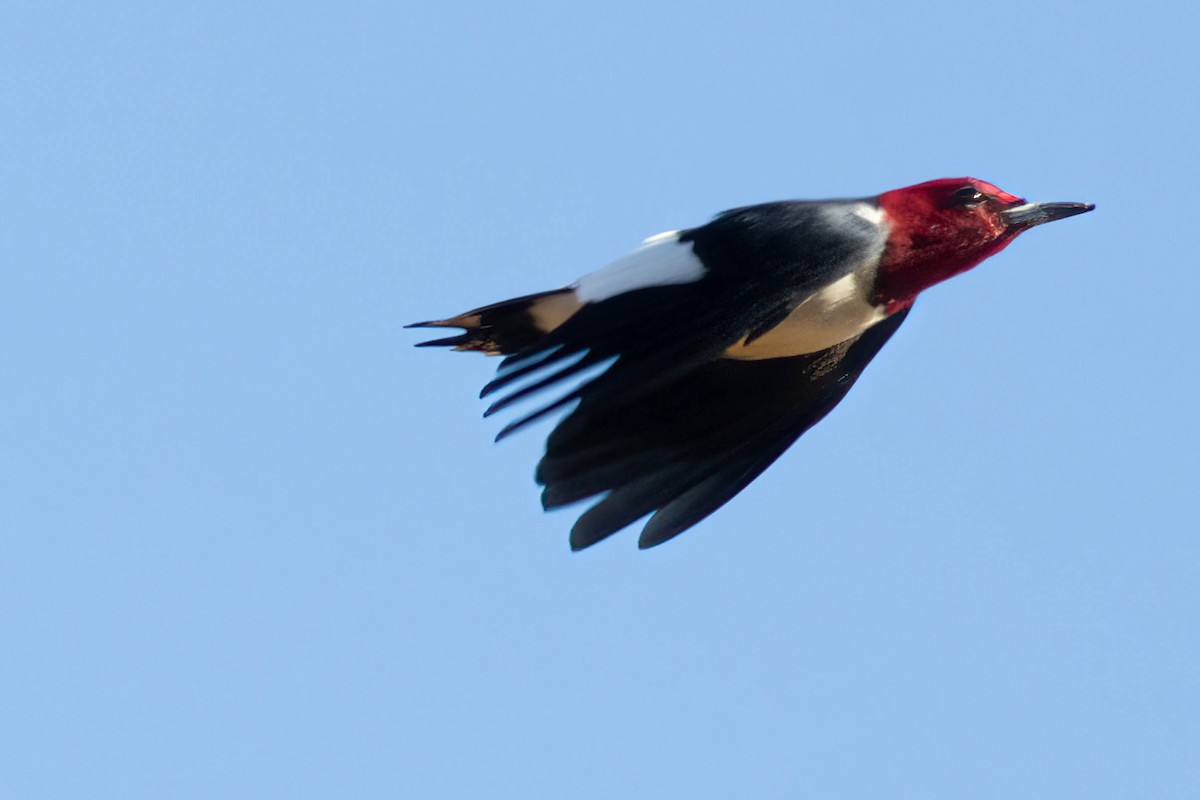 Red-headed Woodpecker - ML617048995