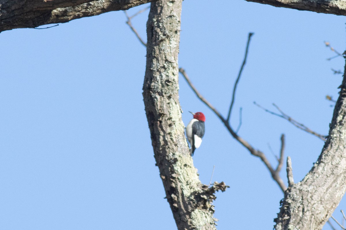 Red-headed Woodpecker - ML617048996