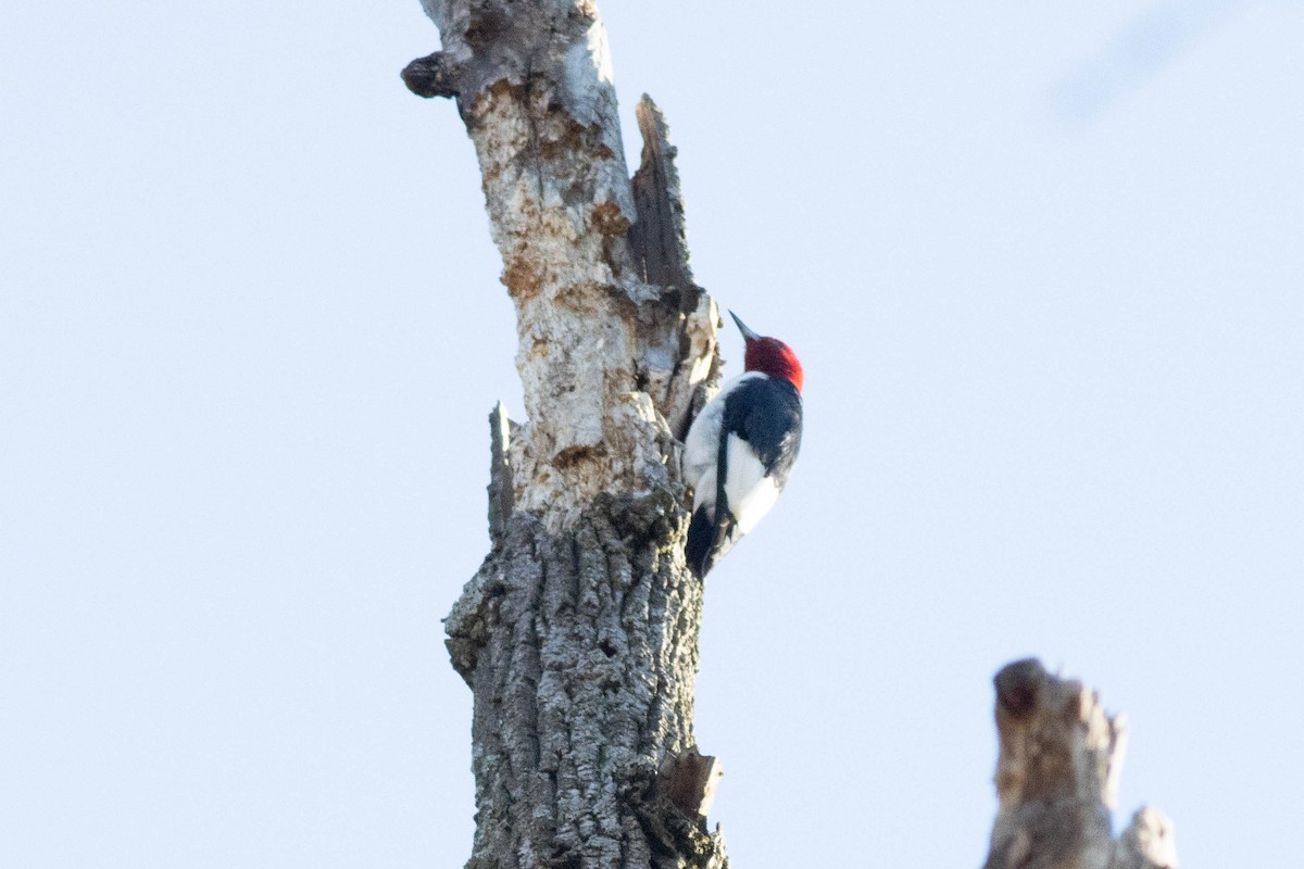 Red-headed Woodpecker - ML617048997
