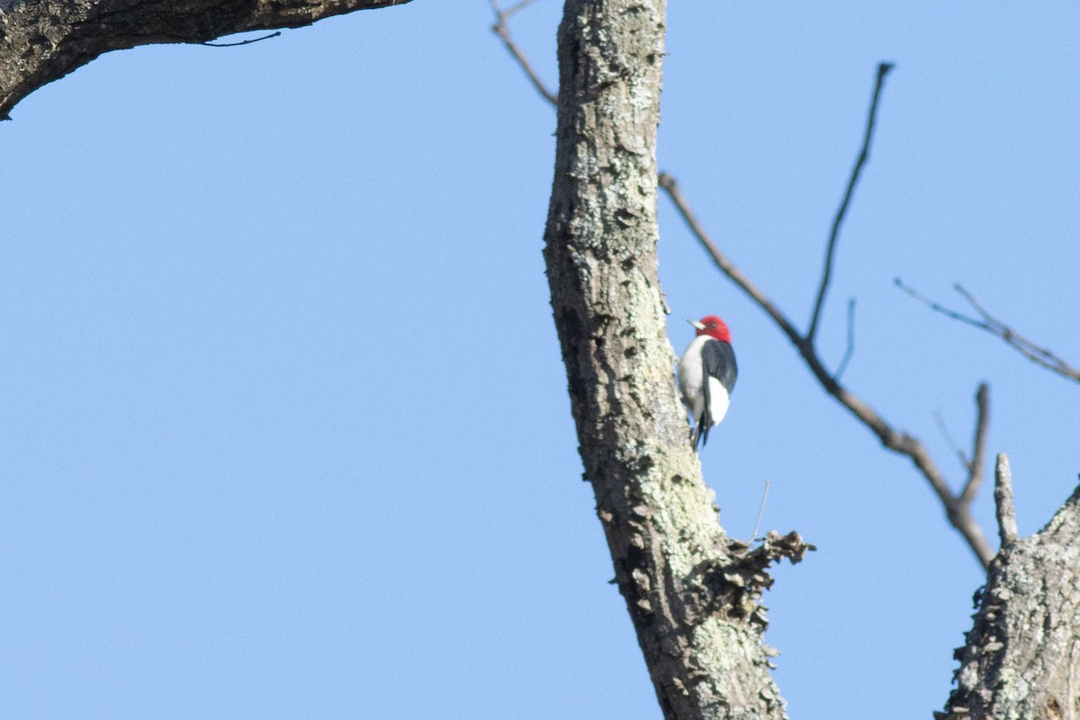 Red-headed Woodpecker - ML617048998