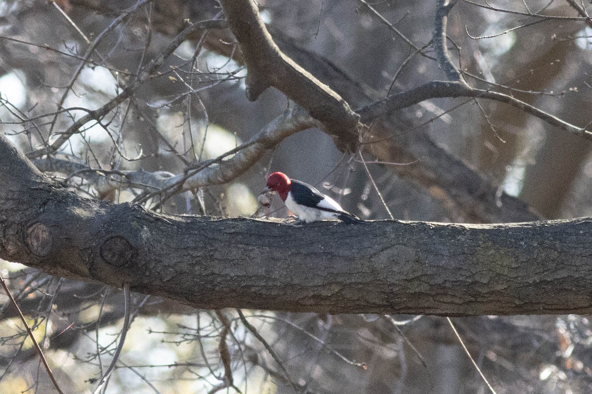 Red-headed Woodpecker - ML617048999