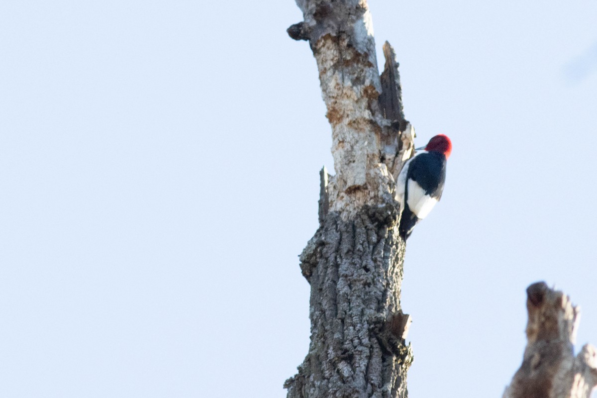 Red-headed Woodpecker - ML617049001