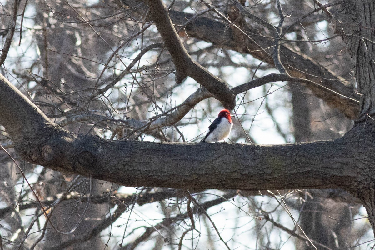 Red-headed Woodpecker - ML617049002