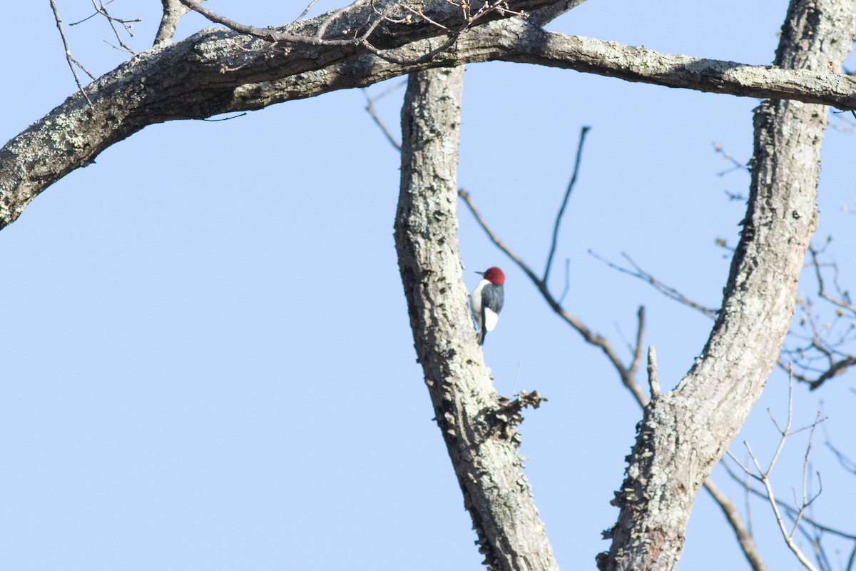 Red-headed Woodpecker - ML617049003