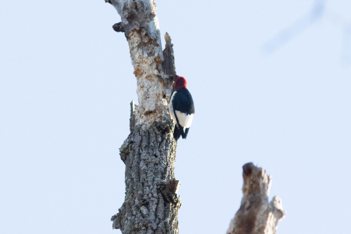 Red-headed Woodpecker - ML617049004