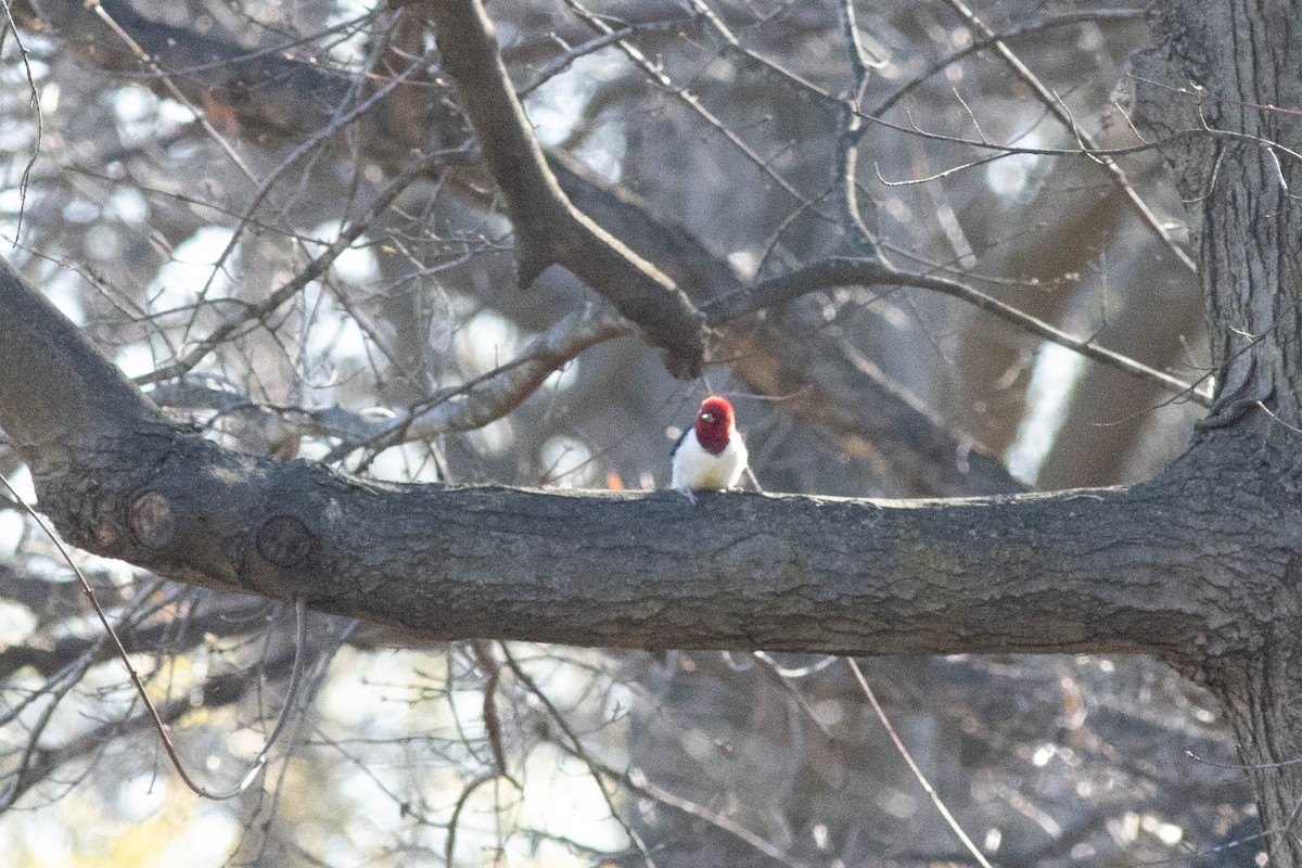 Red-headed Woodpecker - ML617049005