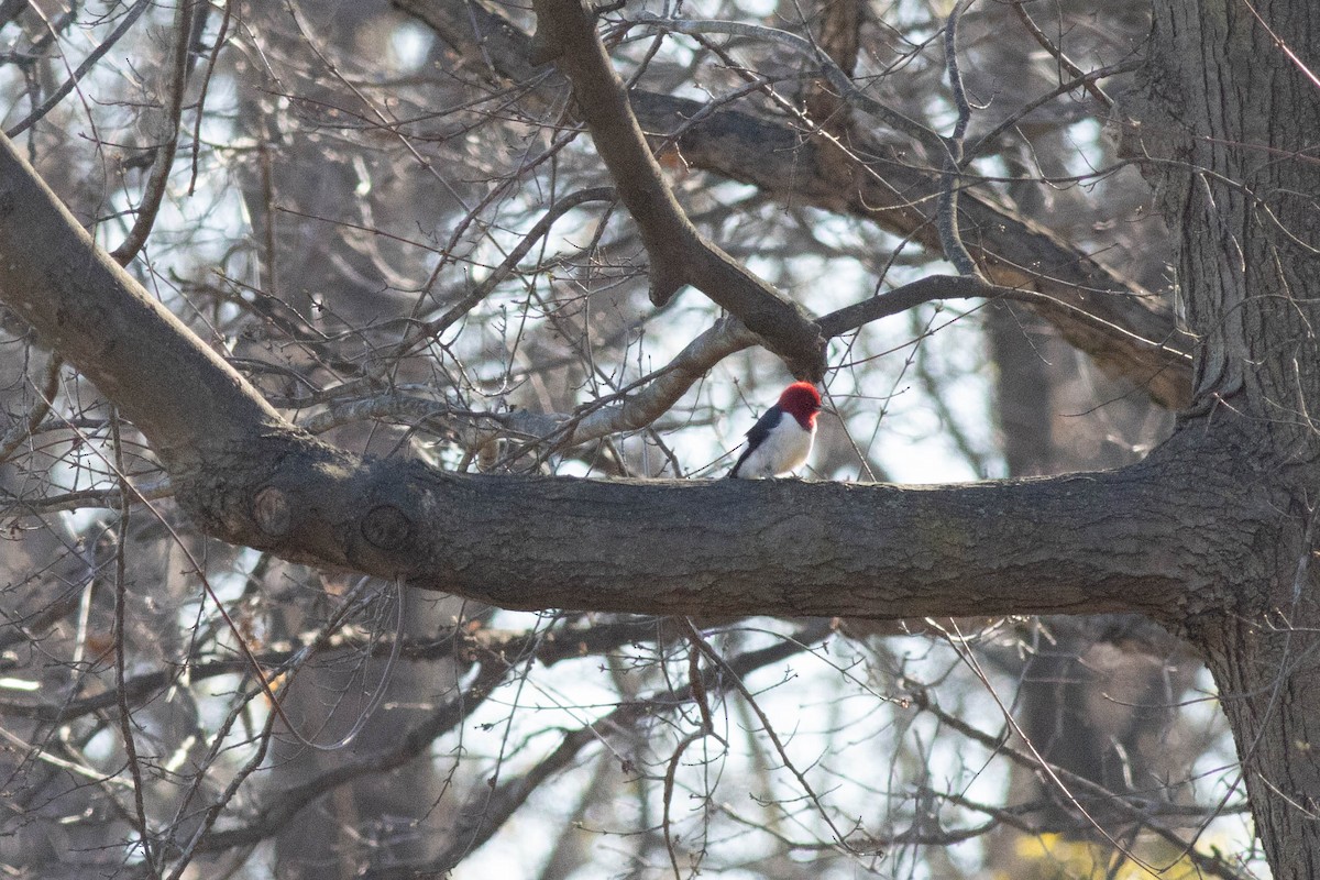 Red-headed Woodpecker - ML617049006