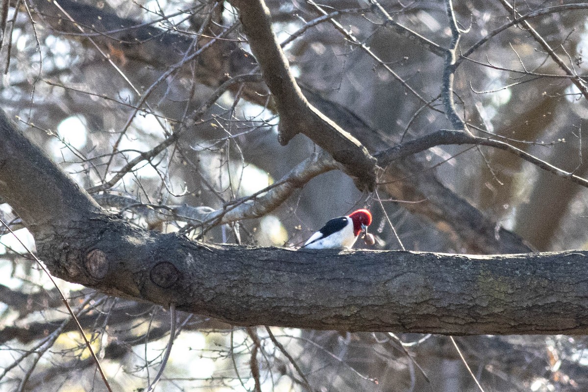 Red-headed Woodpecker - ML617049007