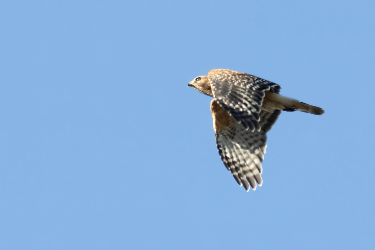 Red-shouldered Hawk - ML617049022