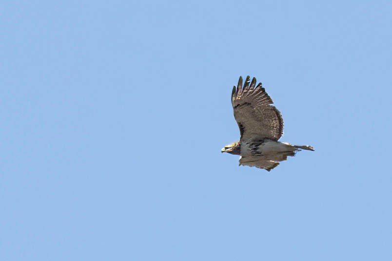 Red-tailed Hawk - ML617049036