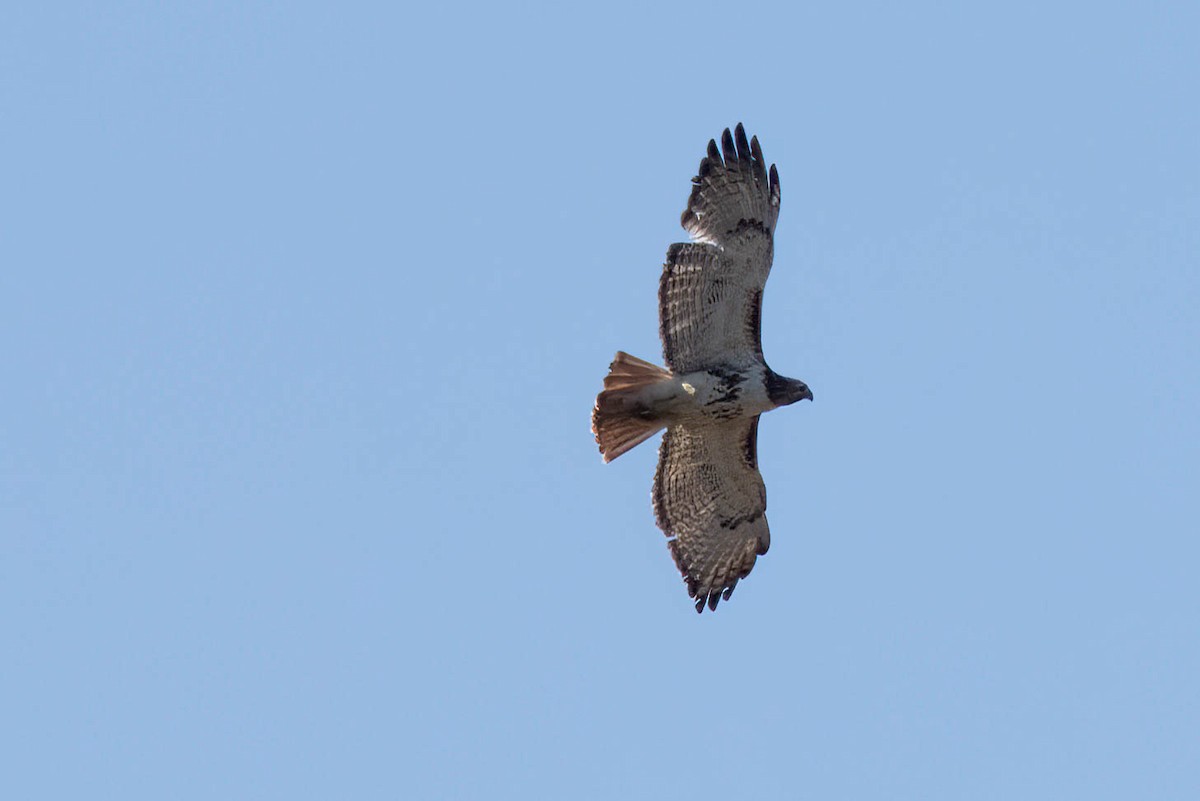 Red-tailed Hawk - ML617049037