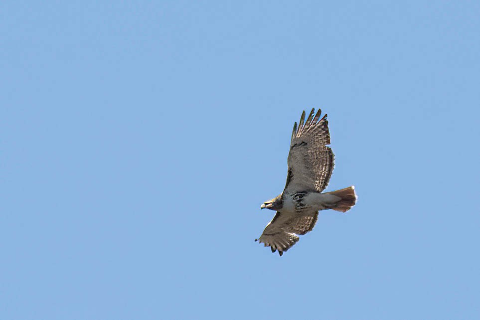 Red-tailed Hawk - ML617049038