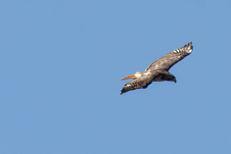 Red-tailed Hawk - ML617049039