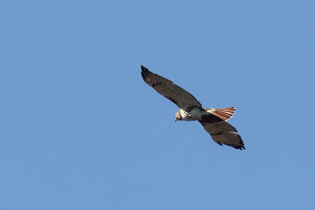 Red-tailed Hawk - ML617049040