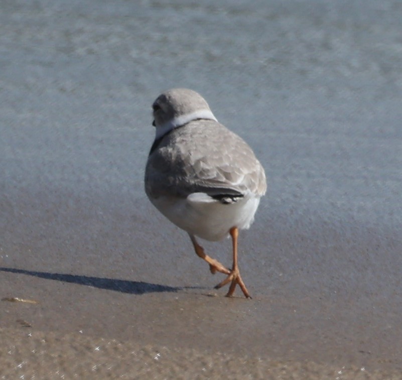 Piping Plover - ML617049056