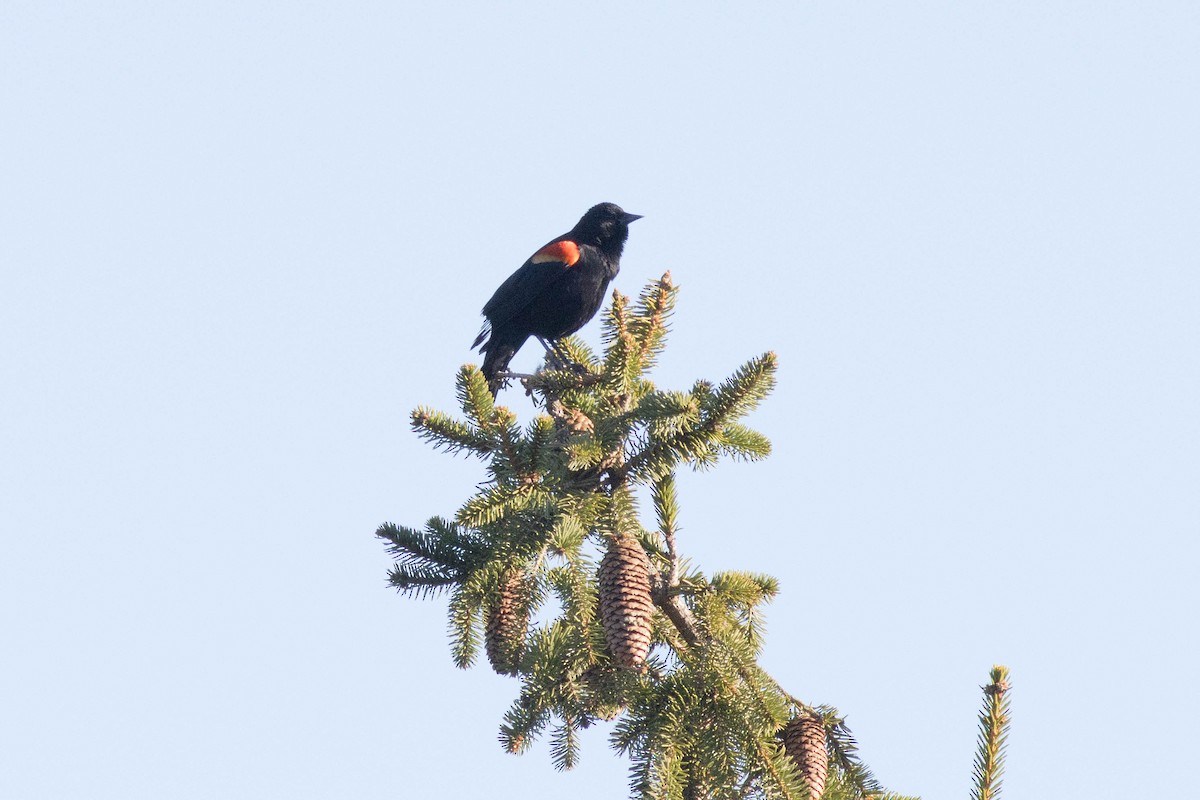Red-winged Blackbird - ML617049083