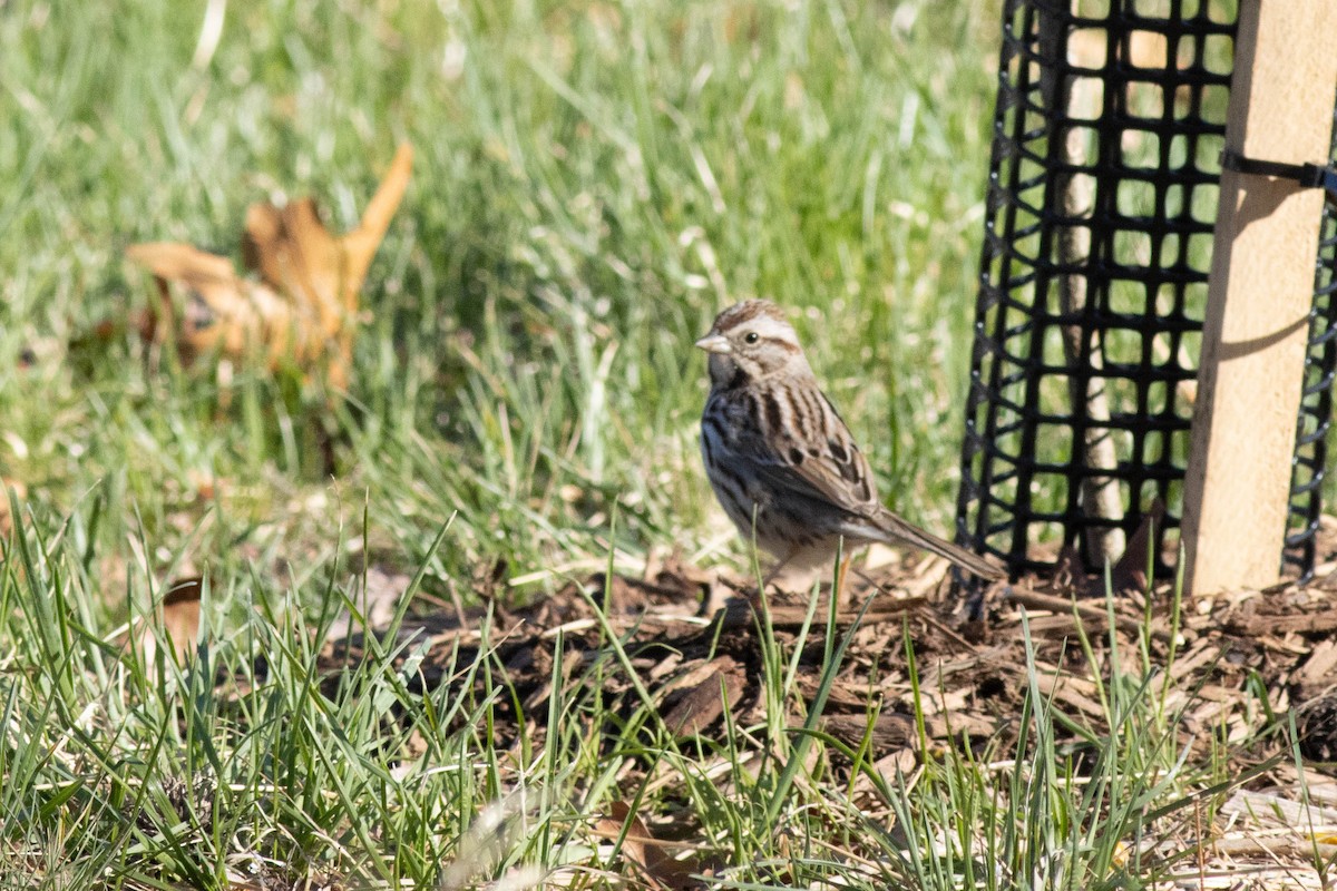 Song Sparrow - ML617049090