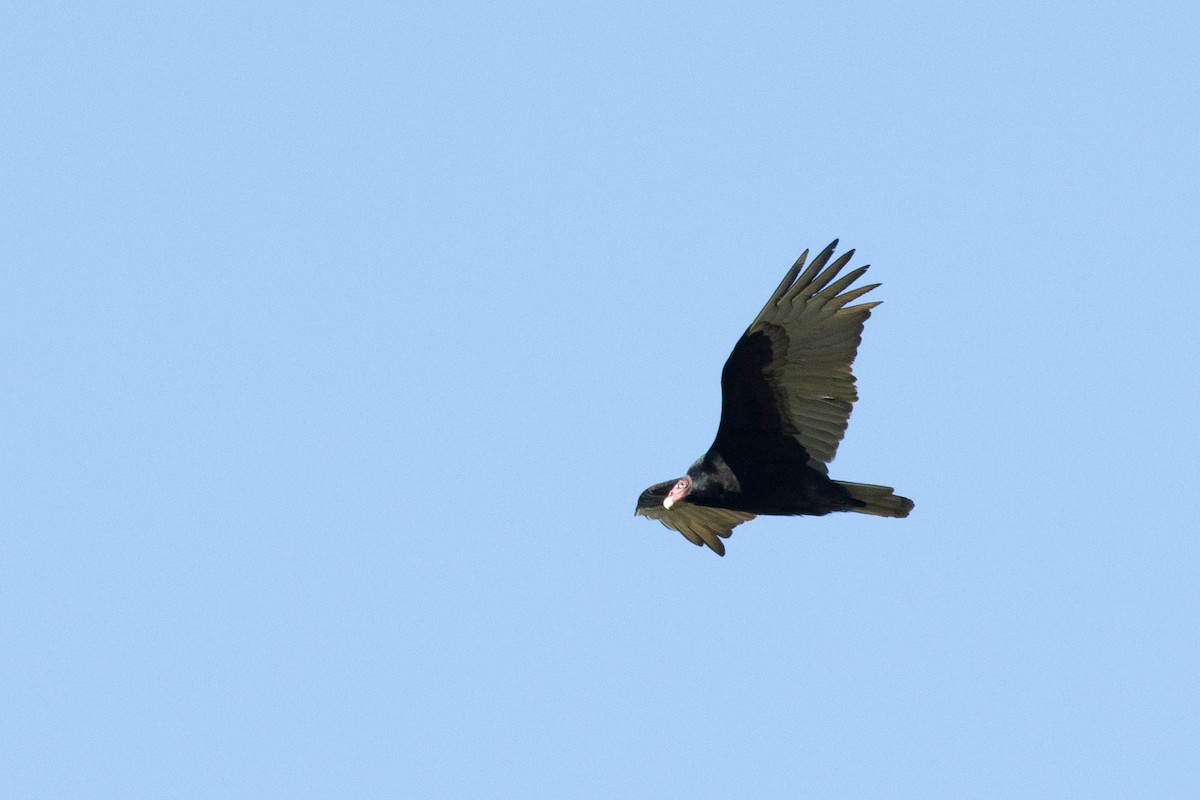 Turkey Vulture - ML617049104