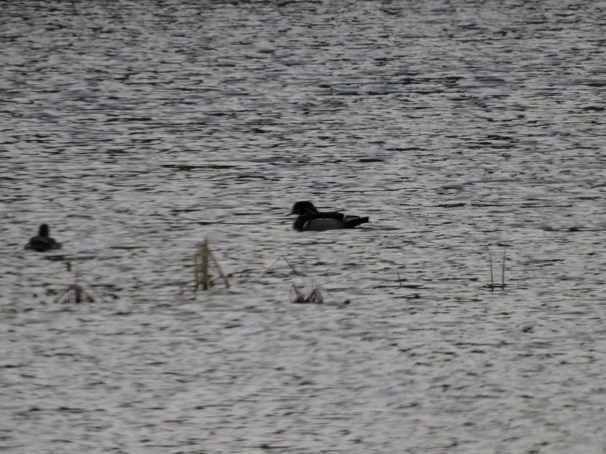 Wood Duck - ML617049132