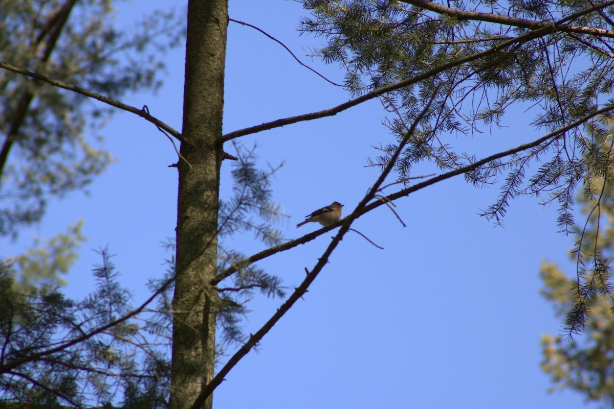 Common Chaffinch - ML617049133