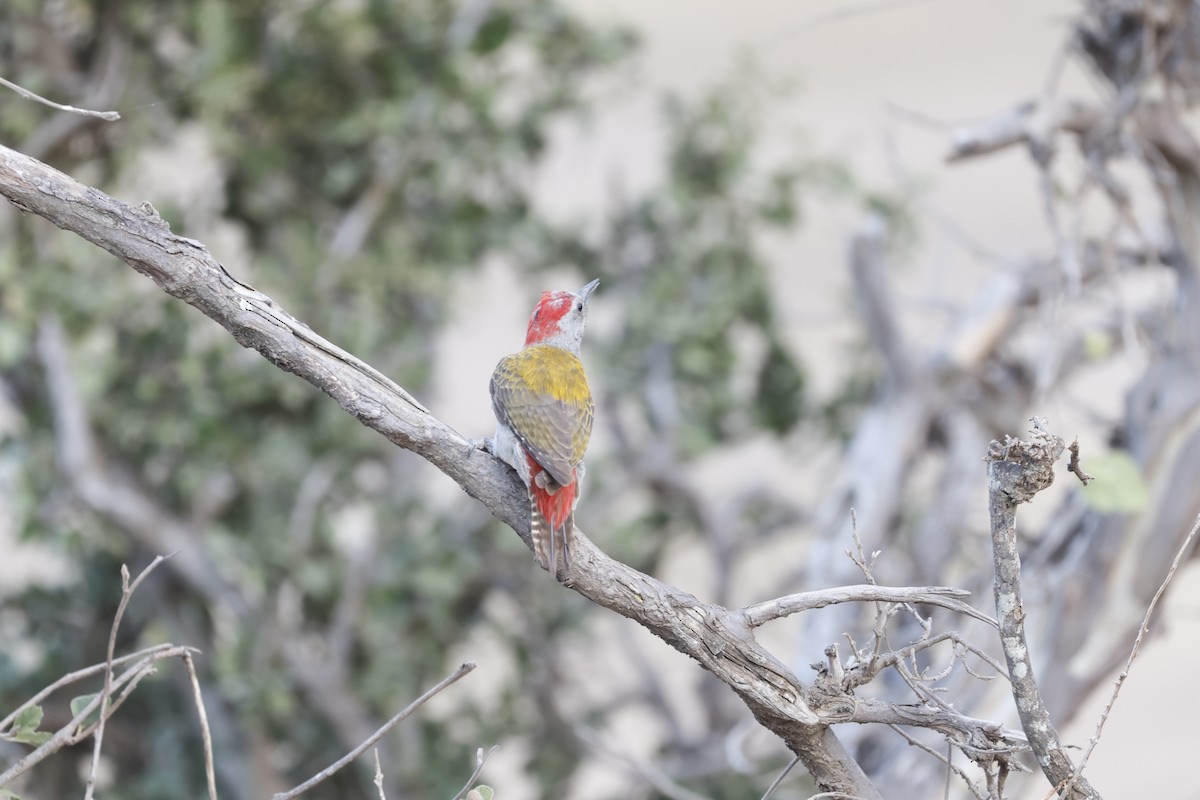 Mountain Gray Woodpecker - Mario Garcia