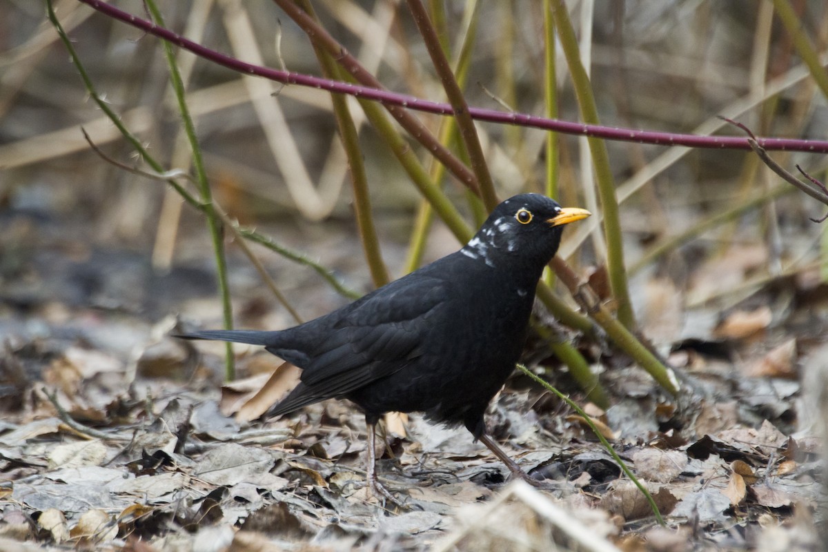 Eurasian Blackbird - ML617049247