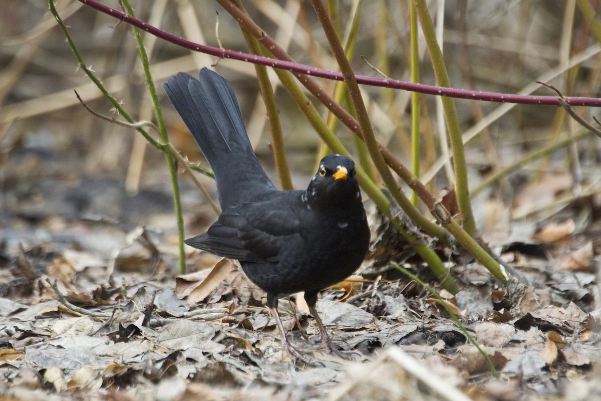 Eurasian Blackbird - ML617049248