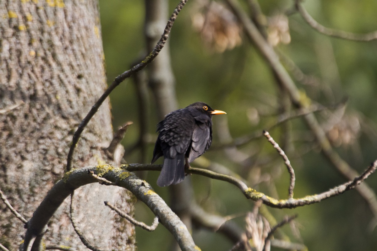 Eurasian Blackbird - ML617049253