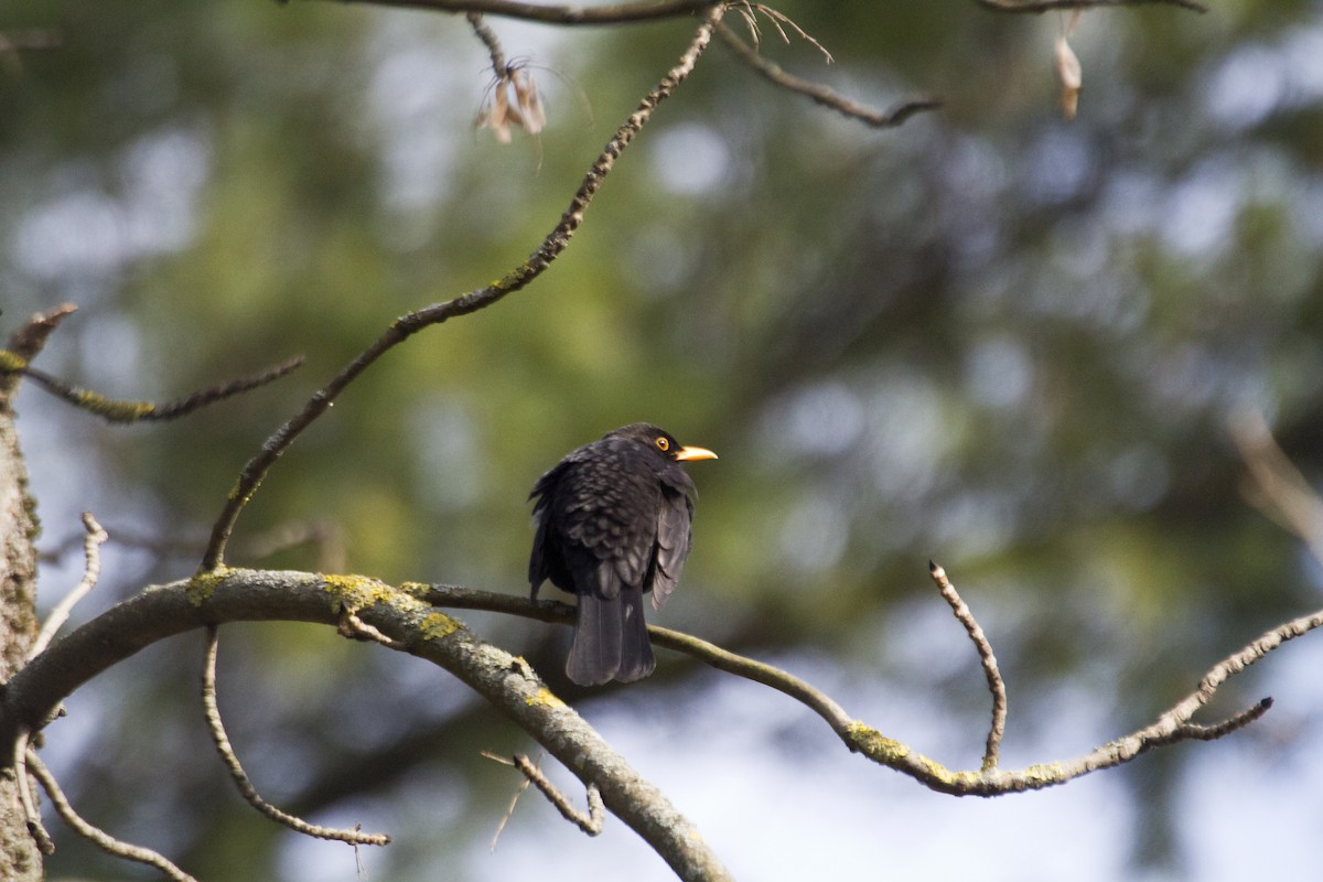 Eurasian Blackbird - ML617049255