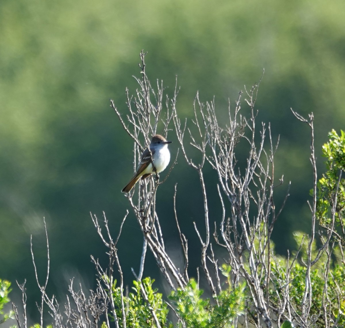 Ash-throated Flycatcher - ML617049309