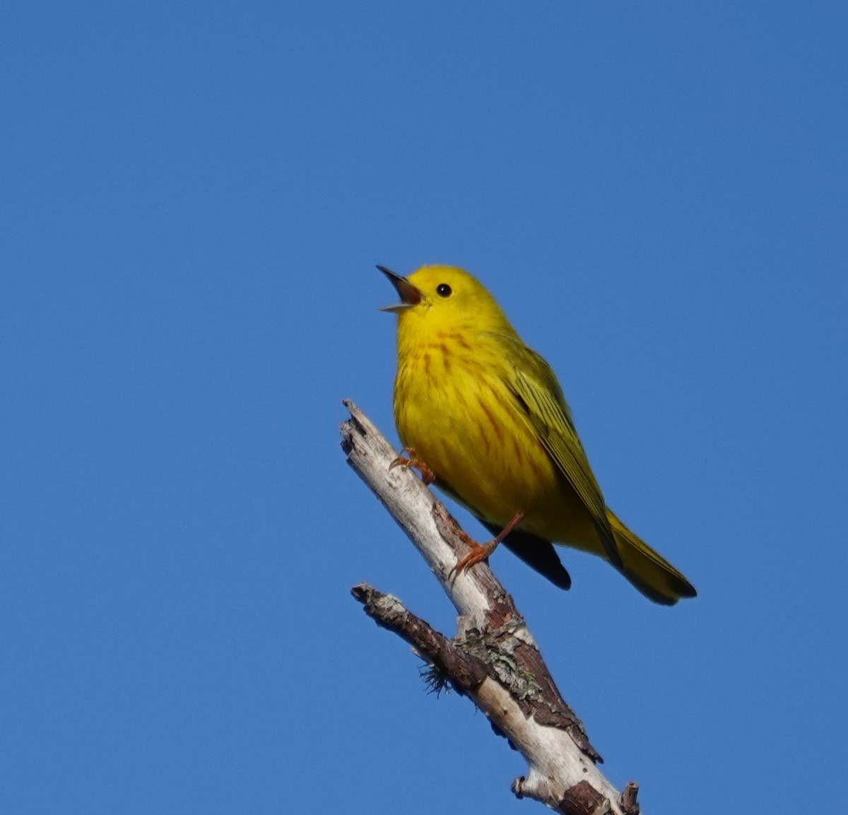 Yellow Warbler - ML617049326