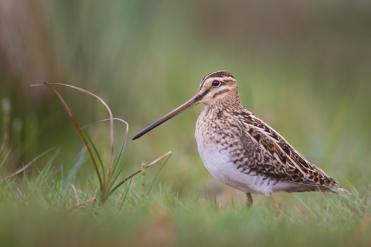 Common Snipe - ML617049359
