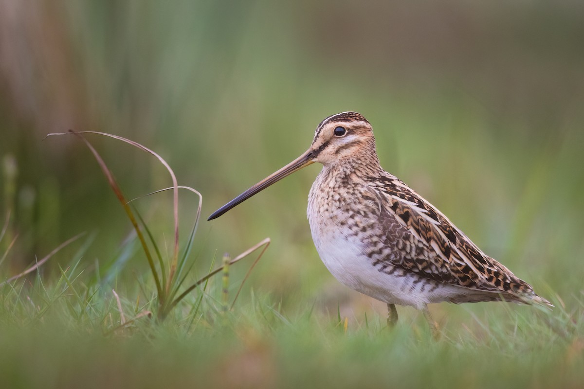 Common Snipe - Piotr Pogoda