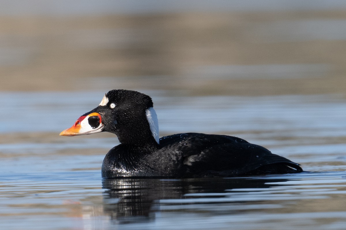 Surf Scoter - ML617049372