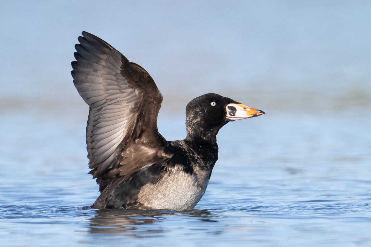 Surf Scoter - Steve Pearl