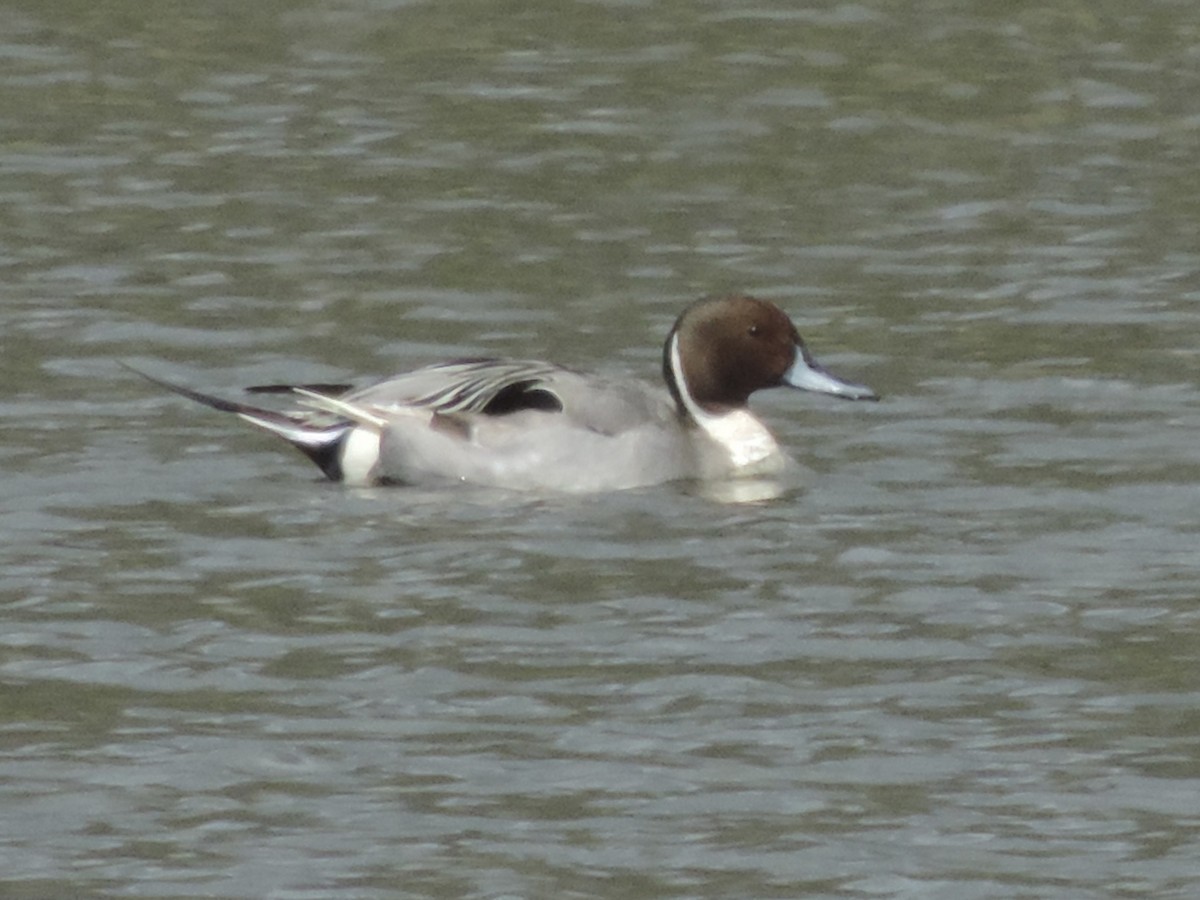 Northern Pintail - ML617049408