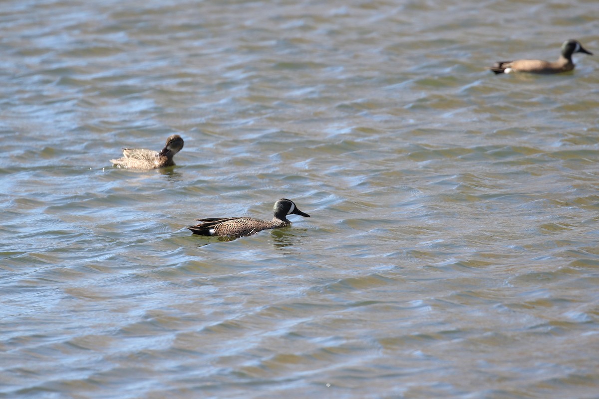 Blue-winged Teal - ML617049434