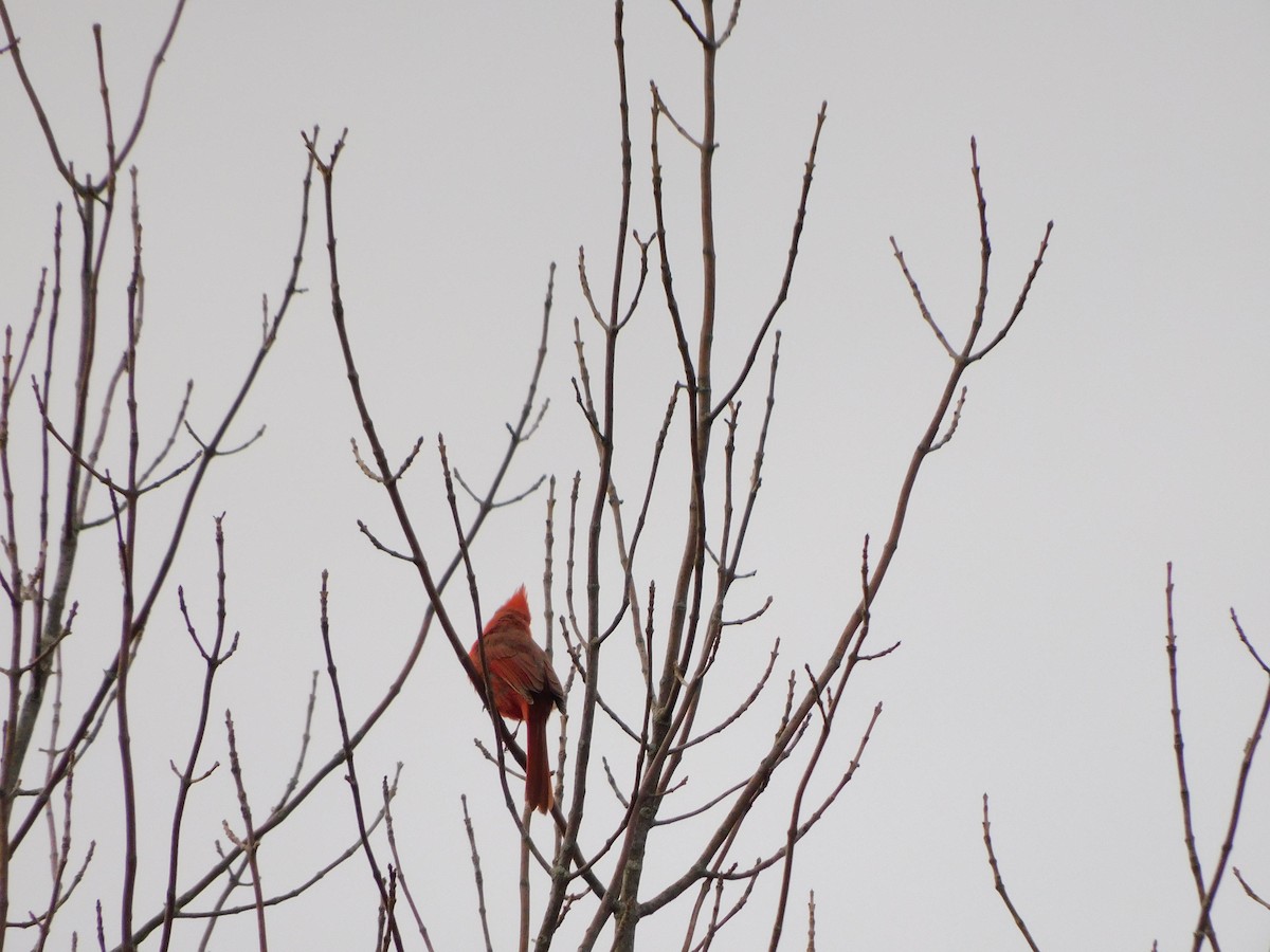 Northern Cardinal - ML617049441