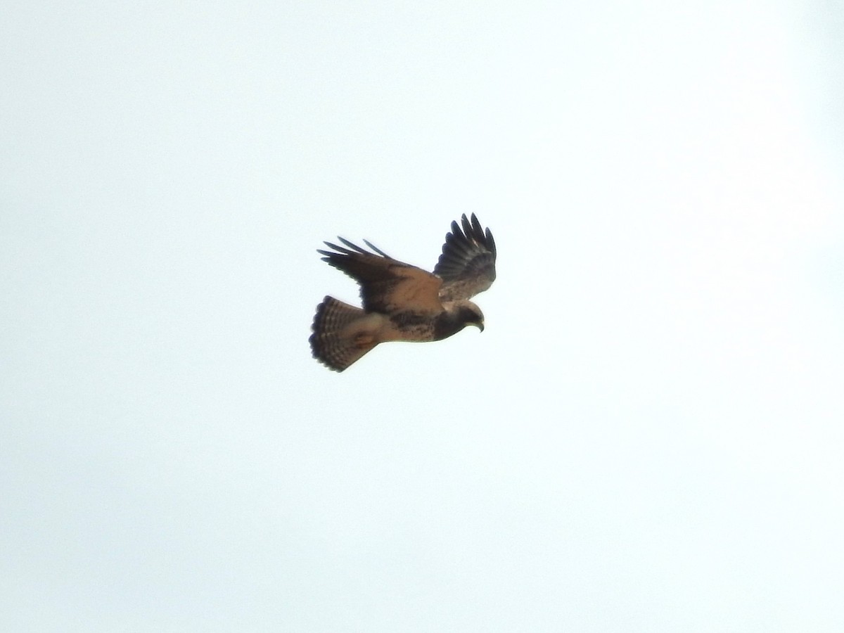 Swainson's Hawk - ML617049468