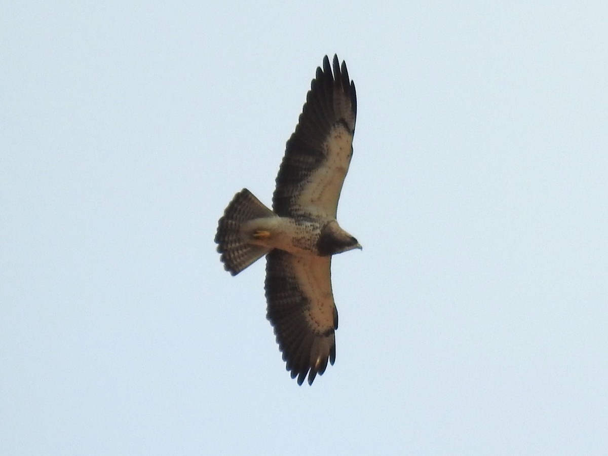 Swainson's Hawk - ML617049476